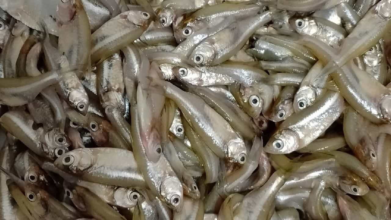 Clean Mourala Fish: মৌরলা মাছ কাটতে আর কালঘাম ছুটবে না! এটা করেই নিমেষে ছাড়ান কেজি কেজি মাছ Clean Mourala Fish: মৌরলা মাছ কাটতে আর কালঘাম ছুটবে না! এটা করেই নিমেষে ছাড়ান কেজি কেজি মাছ
