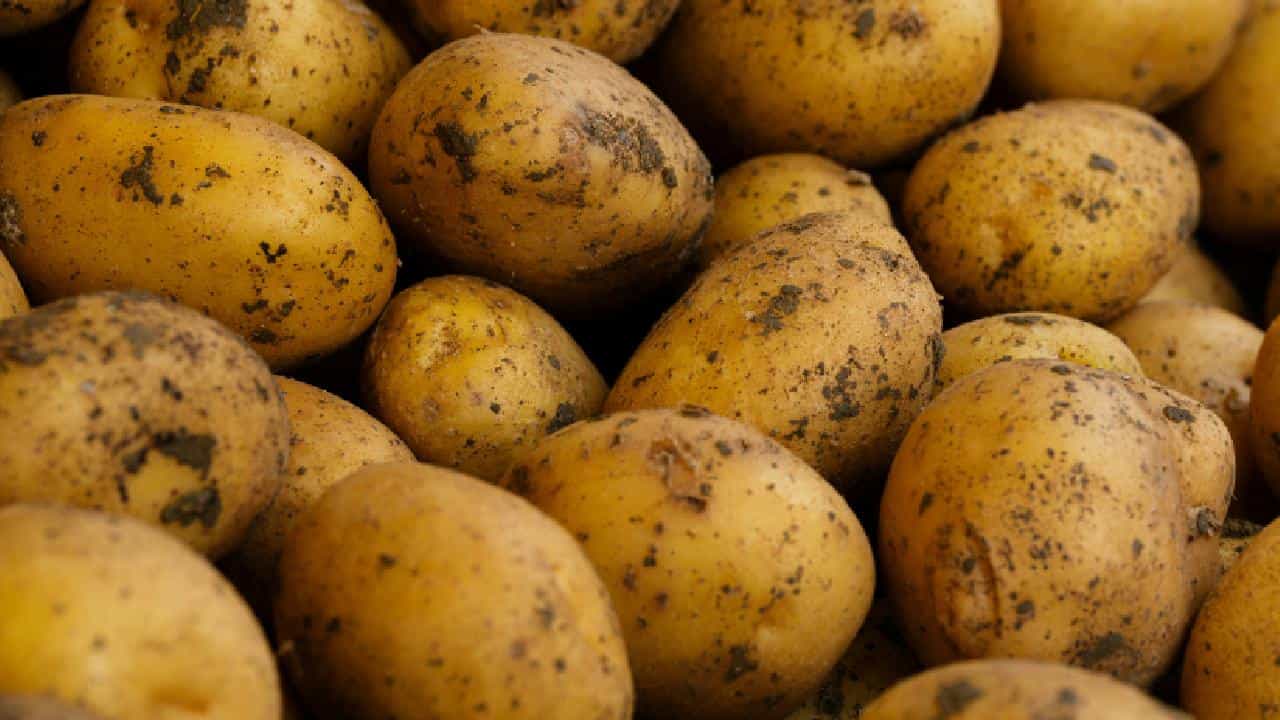 Potato history: জানেন আলুর জন্মের ওপর বড় হাত রয়েছে টমেটোর! Potato history: জানেন আলুর জন্মের ওপর বড় হাত রয়েছে টমেটোর!