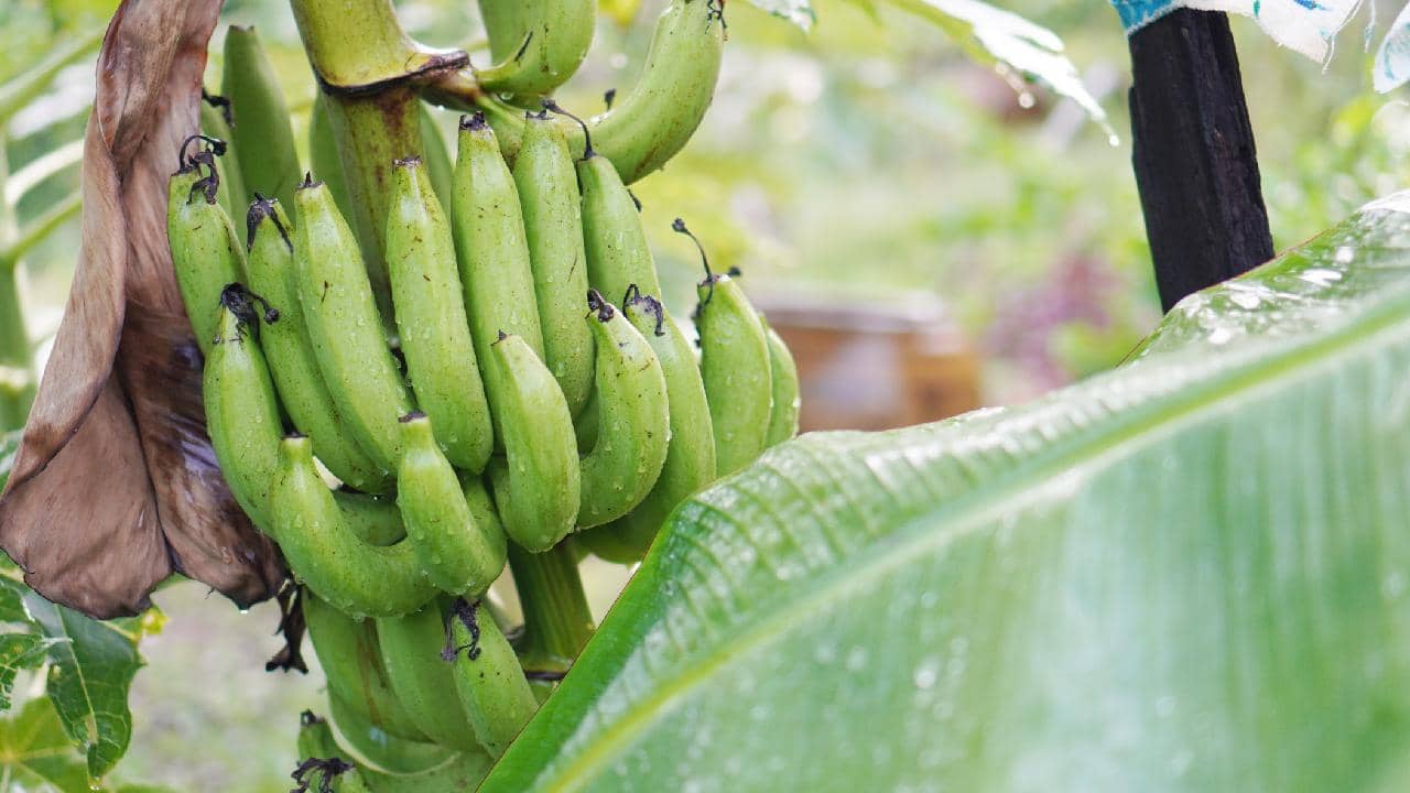 Raw Banana Health Facts: কাঁচকলা খেলে কি সত্যিই শরীরে আয়রন বাড়ে?