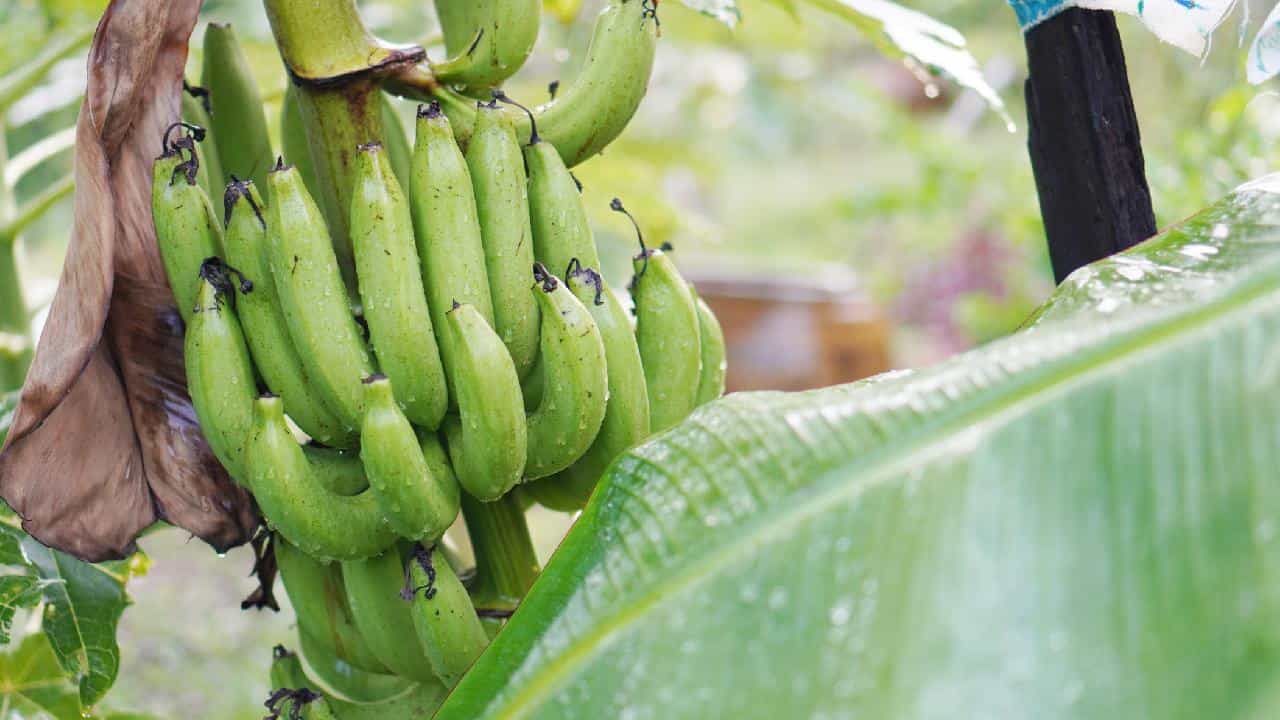 Raw Banana Health Facts: কাঁচকলা খেলে কি সত্যিই শরীরে আয়রন বাড়ে? Raw Banana Health Facts: কাঁচকলা খেলে কি সত্যিই শরীরে আয়রন বাড়ে?