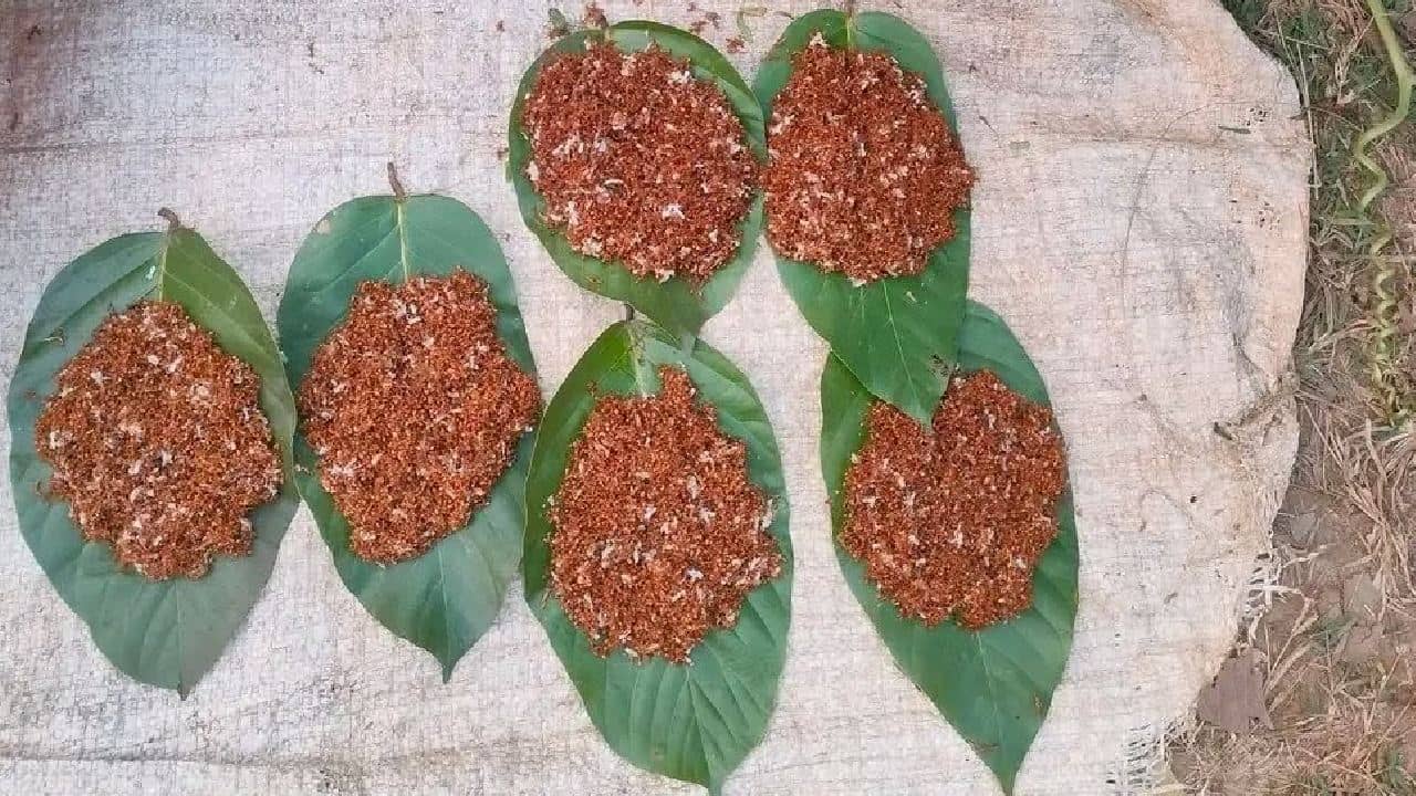 Ant egg: পিঁপড়ের ডিম খাওয়া উপকারী না অপকারী? জানুন আসল সত্যিটা