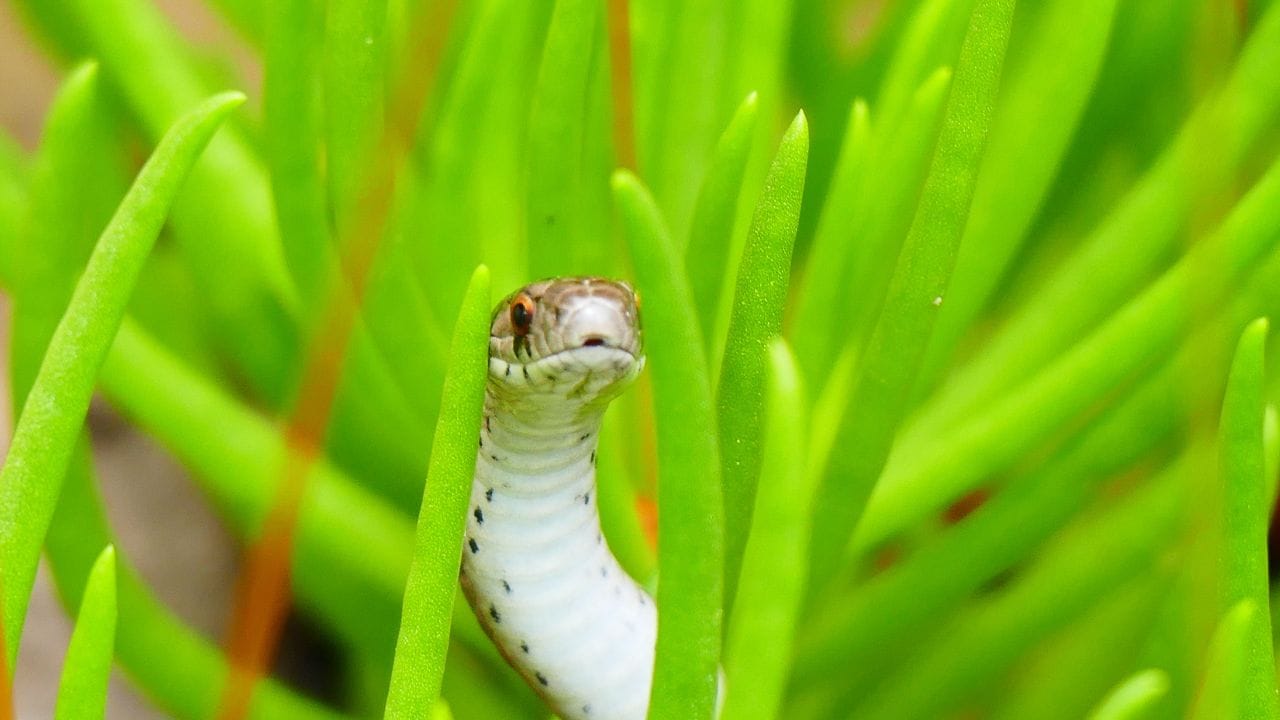 ২. কম্পোস্ট ও ভার্মিকম্পোস্টের স্তূপ- খোলা জায়গায় কম্পোস্ট তৈরি করলে সেটিও সাপকে আকর্ষণ করে। জৈব বর্জ্য পচতে থাকলে, সেখানে পোকামাকড় ও ইঁদুর আসতে পারে। সেই খাবারের সন্ধানেই সাপ ওই এলাকায় চলে আসতে পারে। তাই খোলা কম্পোস্টের স্তূপের বদলে ঢাকনাযুক্ত শক্ত কম্পোস্ট বিন ব্যবহার করা ভালো।