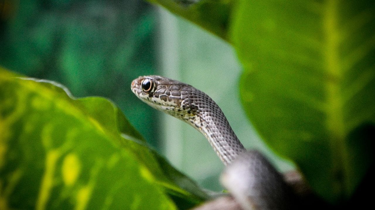 ৫. ইঁদুর আকৃষ্ট করে এমন জিনিস- সাপ সাধারণত মানুষকে খুঁজতে বাড়িতে আসে না; অনেক সময় খাবারের সন্ধানেই আসে। খোলা জায়গায় রাখা চাল-গমের বস্তা, পোষা প্রাণীর খাবার, কাঠের স্তূপ বা পুরনো কার্টনের বাক্স ইঁদুরকে আকৃষ্ট করতে পারে। আর যেখানে ইঁদুরের আনাগোনা বেশি, সেখানে সাপও খাবারের সন্ধানে চলে আসতে পারে। তাই খাবার ভালোভাবে বন্ধ করে রাখুন এবং স্টোররুম ও বাড়ির আশপাশ পরিষ্কার-পরিচ্ছন্ন রাখুন।