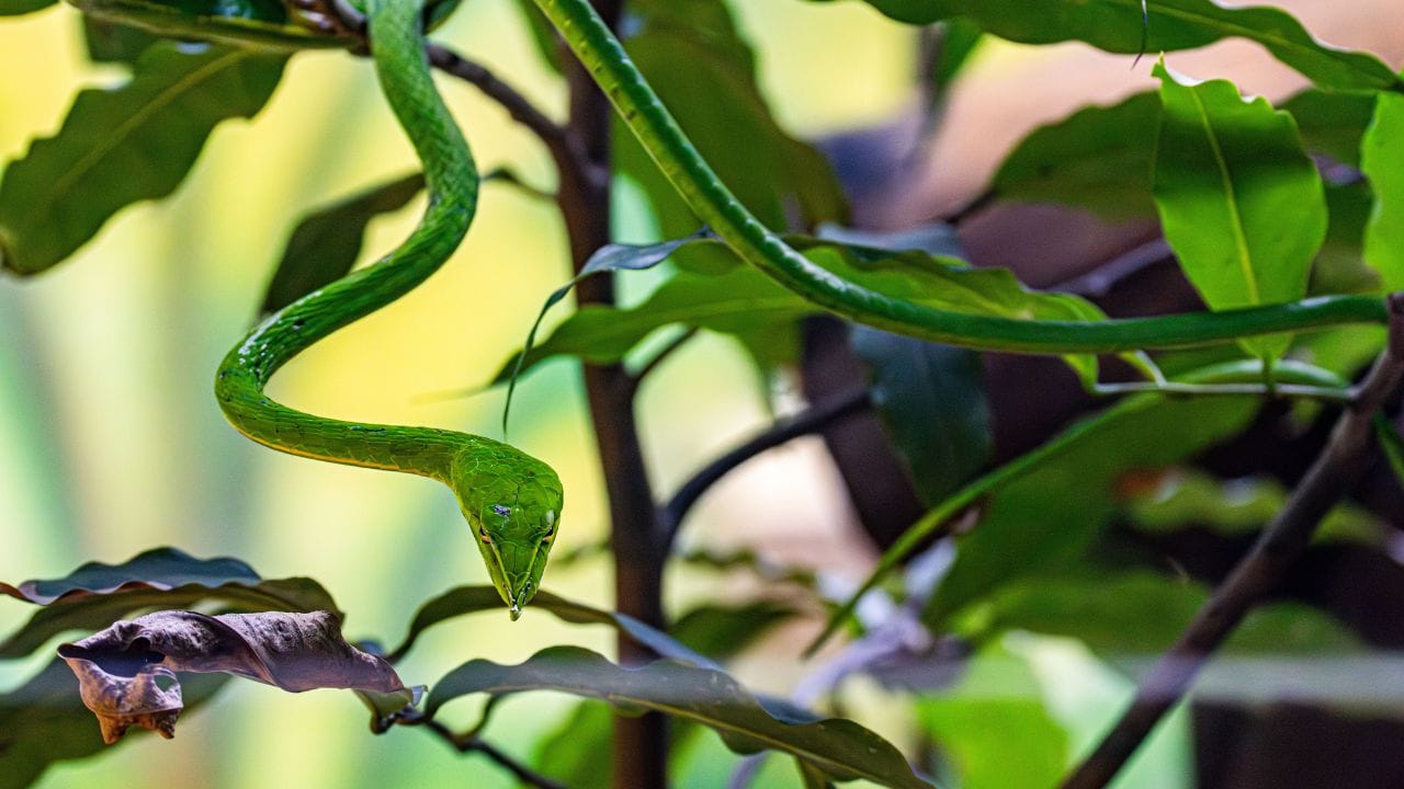 ৬. ঘন লতাগাছ ও ঝোপঝাড়- মানিপ্ল্যান্ট, আইভি বা অন্যান্য লতাগাছ বাড়ির সৌন্দর্য বাড়ালেও অতিরিক্ত বেড়ে গেলে সাপের চলাচলের জন্য আদর্শ আড়াল তৈরি করতে পারে। দেওয়াল বা বেড়া ঘন লতাপাতায় ঢেকে গেলে, সাপ সেখান দিয়ে সহজেই চলাফেরা করতে পারে। মাটির কাছাকাছি ঘন ঝোপঝাড়ও  লুকিয়ে থাকার সুযোগ করে দেয়। তাই নিয়মিত গাছপালা ছাঁটাই করুন, বিশেষ করে বাড়ির দরজা-জানালা ও প্রবেশপথের আশপাশে।