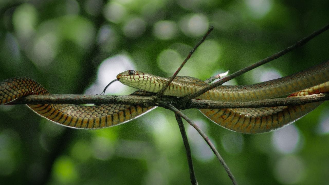  পাখি খাওয়ানো, কম্পোস্ট তৈরি করা বা বাগান সাজানো—সবই করা যায়। শুধু এই জিনিসগুলি বাড়ি থেকে কিছুটা দূরে রাখা, নিয়মিত পরিষ্কার করা এবং আশপাশে ইঁদুরের আনাগোনা নিয়ন্ত্রণে রাখাই গুরুত্বপূর্ণ। এতে বাড়ির চারপাশে সাপের আসার সম্ভাবনা কমানো যেতে পারে।