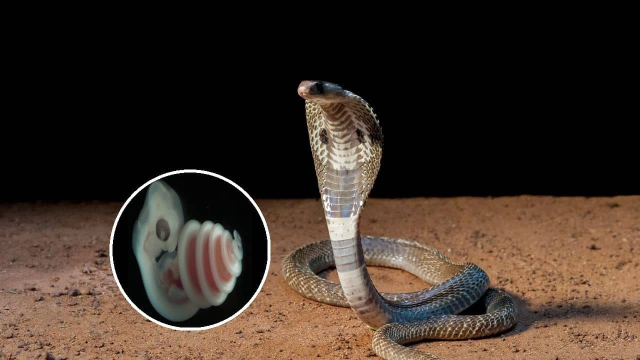 Snake egg Mystery: সাপের ভ্রুণ কেন ডান দিকেই কুন্ডলী পাকায়?