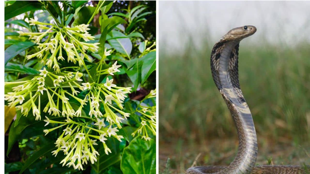 Snake behavior facts: হাসনুহানার গন্ধে কি সত্যিই সাপ আসে? আসল রহস্য জানলে তাজ্জব বনে যাবেন
