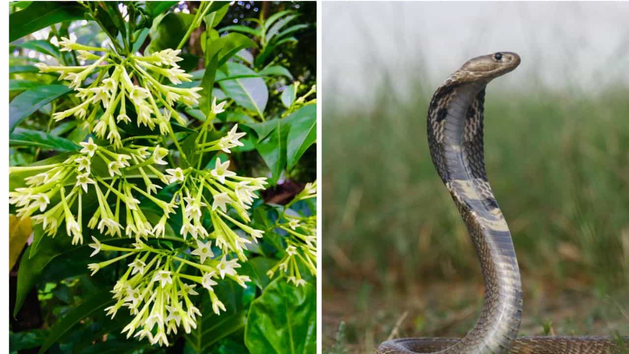 Snake behavior facts: হাসনুহানার গন্ধে কি সত্যিই সাপ আসে? আসল রহস্য জানলে তাজ্জব বনে যাবেন Snake behavior facts: হাসনুহানার গন্ধে কি সত্যিই সাপ আসে? আসল রহস্য জানলে তাজ্জব বনে যাবেন