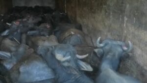 লরি থেকে উদ্ধার প্রায় ৪০টি মহিষ, চালক পলাতক
