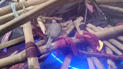মণ্ডপে ঘুঘুর বাসা, উদ্যোক্তাদের প্রশংসনীয় পদক্ষেপ