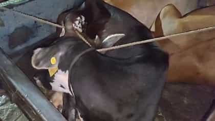 দড়ি দিয়ে বাঁধা কালো-বাদামি গরু,টোটোর নীল ত্রিপল সরাতেই সামনে এল সব