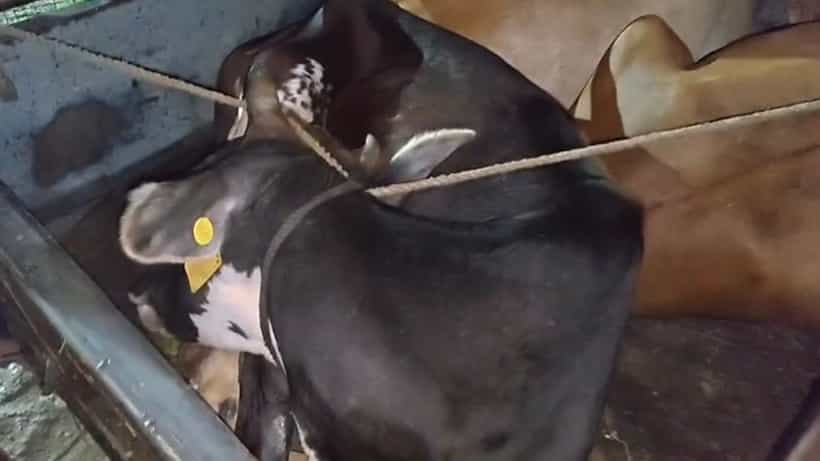 Cow smuggling: দড়ি দিয়ে বাঁধা কালো-বাদামি গরু,টোটোর নীল ত্রিপল সরাতেই সামনে এল সব