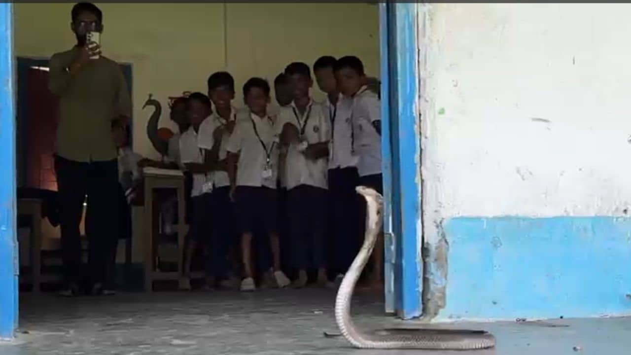Cobra at School: ক্লাসরুমের দরজার এপাশে গোখরো, আর ওপাশে তখন পড়ুয়ারা! গায়ে কাঁটা দেওয়ার মতো ঘটনা স্কুলে