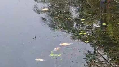 প্রাতঃভ্রমণকারীদের নজরে পড়ে বিষয়টা, ইকো পার্কে জলাশয়ে মাছের মোড়ক