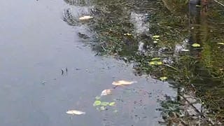 New Town Eco Park: প্রাতঃভ্রমণকারীদের নজরে পড়ে বিষয়টা, ইকো পার্কে জলাশয়ে মাছের মোড়ক