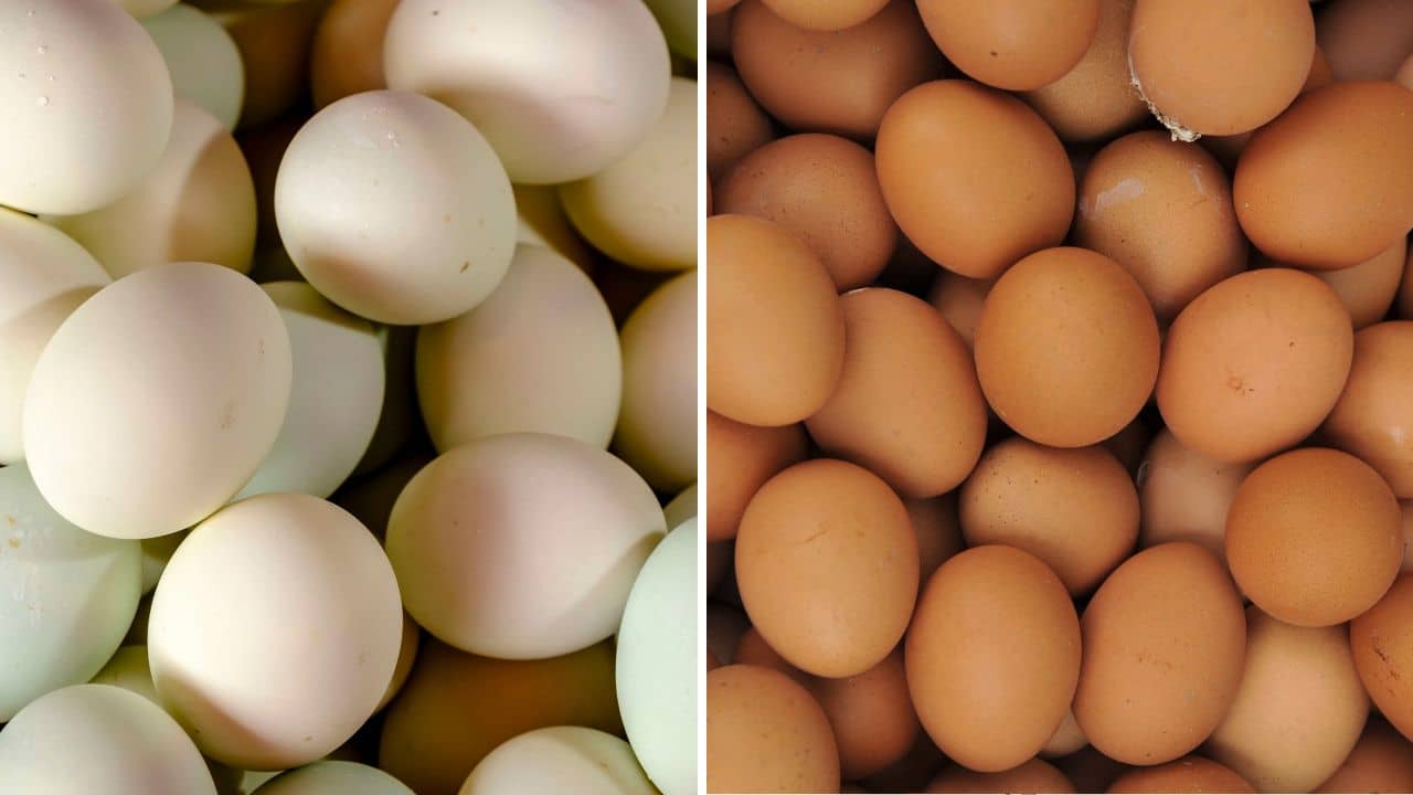 Eggs: বাদামি না সাদা, কোন ডিম বেশি স্বাস্থ্যকর?