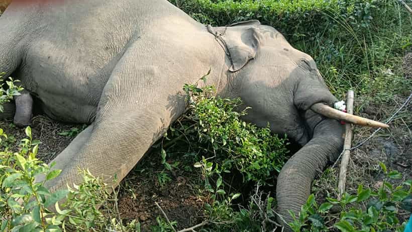 Rajganj Wild Elephant Death: দাঁতে আটকে নিষিদ্ধ ব্লেড ওয়ার! বিদ্যুৎস্পৃষ্ট হয়েই কি বুনো হাতির মৃত্যু?