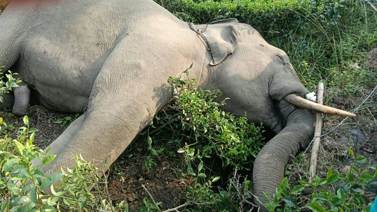 Rajganj Wild Elephant Death: দাঁতে আটকে নিষিদ্ধ ব্লেড ওয়ার! বিদ্যুৎস্পৃষ্ট হয়েই কি বুনো হাতির মৃত্যু?