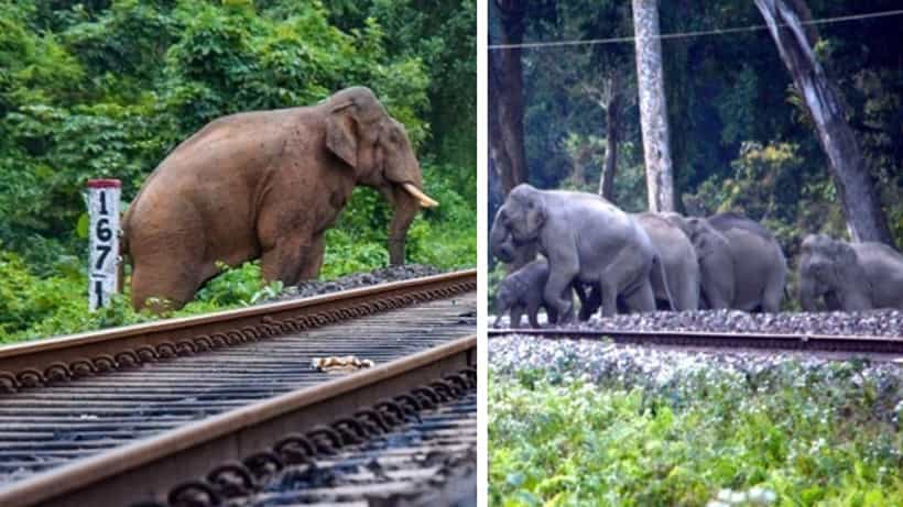 Indian railways: ৯ মাসে প্রাণ বাঁচল ২৫৫ হাতির, কীভাবে সম্ভব করল উত্তর-পূর্ব সীমান্ত রেল?