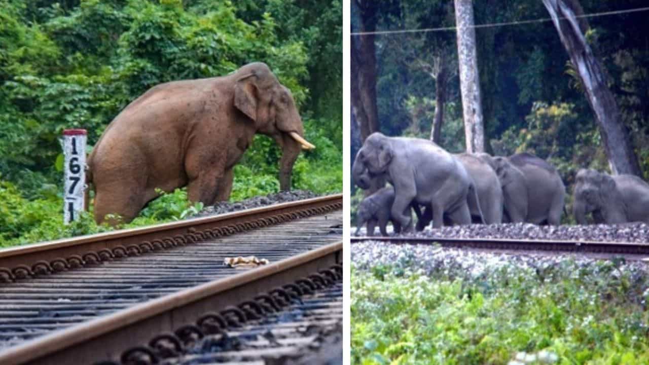 Indian railways: ৯ মাসে প্রাণ বাঁচল ২৫৫ হাতির, কীভাবে সম্ভব করল উত্তর-পূর্ব সীমান্ত রেল? Indian railways: ৯ মাসে প্রাণ বাঁচল ২৫৫ হাতির, কীভাবে সম্ভব করল উত্তর-পূর্ব সীমান্ত রেল?