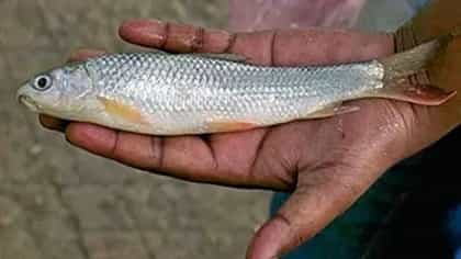 বাটা মাছের নাম কেন 'বাটা' জানেন?