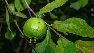 প্রতিদিন একটা করে পেয়ারা খেলে শরীরে কী হয়?