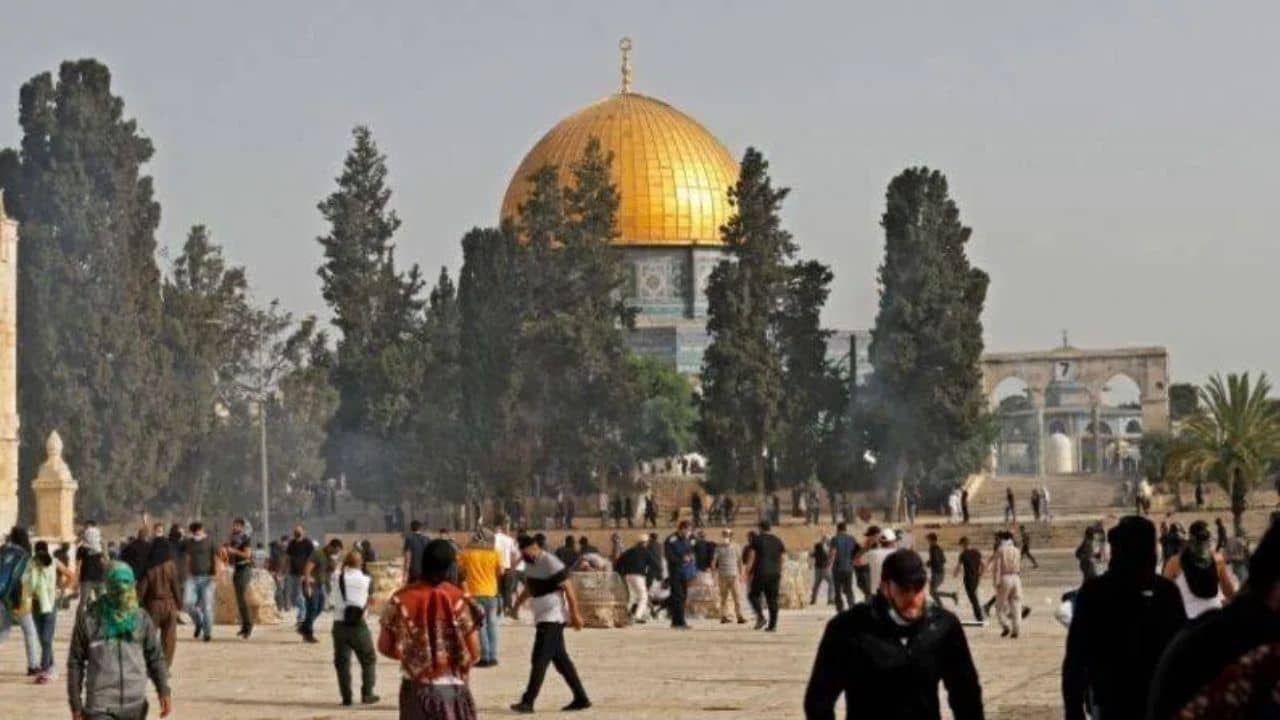 Israel Palestine Conflict: ওয়েস্ট ব্যাঙ্কে অলিভের জঙ্গল সাফ করছে ইজরায়েলি সেনা, কেন?