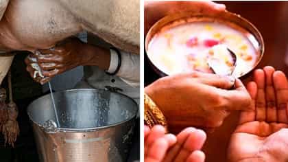 অস্বাভাবিক আচরণের পর মৃত্যু গরুর, চরণামৃত খেয়ে ভ্যাক্সিন নিতে ছুটলেন শ