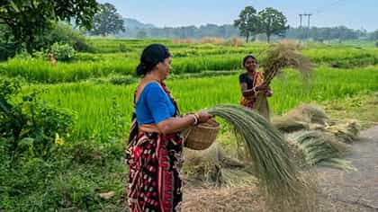ঘাস কিনতে ভিনরাজ্য থেকে আসছে লোক, রাতারাতি ভাগ্য বদলাচ্ছে ঝাড়গ্রামে
