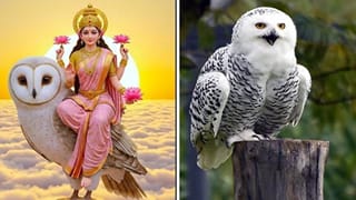 Laxmi Puja: জানেন লক্ষ্মীর বাহন কেন প্যাঁচা?