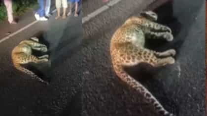 ডুয়ার্সে বেপরোয়া গাড়ির ধাক্কায় প্রাণ গেল চিতাবাঘের