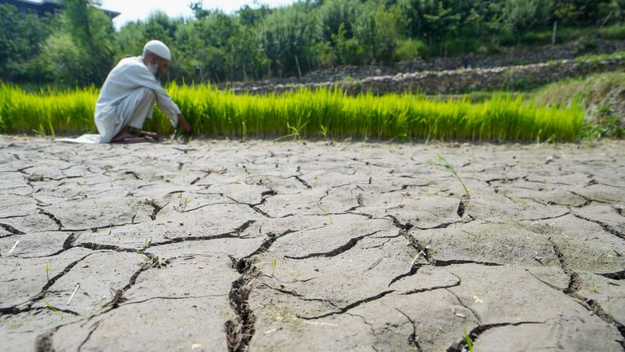 El Nino Effect in Maharastra: ৫০০০ হেক্টর পুরো সাফ, কাটা পড়ল হাজার-হাজার গাছ, এল নিনোর ভয়ঙ্কর প্রভাব ভারতে