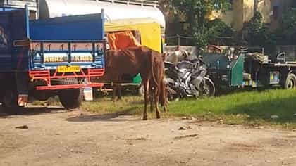 এত-এত গরু! ভ্যান আটকাতে তাজ্জব পুলিশ