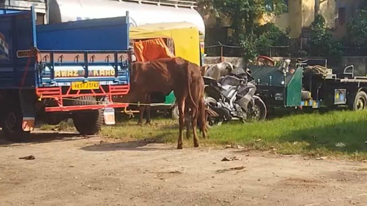Nadia Cow smuggling: এত-এত গরু! ভ্যান আটকাতে তাজ্জব পুলিশ Nadia Cow smuggling: এত-এত গরু! ভ্যান আটকাতে তাজ্জব পুলিশ