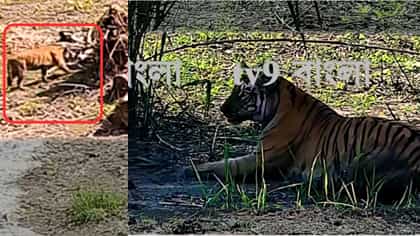 হেলিকপ্টারে উড়িয়ে আনা হয়েছিল, একমাস হওয়ার আগেই পালাল বাঘিনি