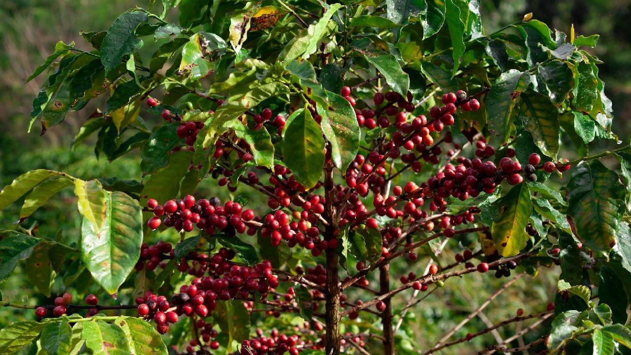 কর্নাটকে কফি চাষের ইতিহাস বেশ পুরনো। কর্নাটক পর্যটন দফতরের তথ্য অনুযায়ী, ১৭শ শতকে বাবা বুদানগিরি পাহাড়ে প্রথম কফির বীজ রোপণ করা হয়েছিল। এরপর ধীরে ধীরে দেশের অন্যান্য প্রান্তেও এই জনপ্রিয় পানীয়ের চাষ ছড়িয়ে গিয়েছে। Unsplash