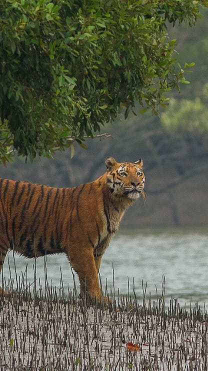 বক্সা ছেড়ে ভিনরাজ্যে পাড়ি বাঘিনির