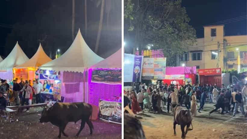 Bull incident: পুজো প্রাঙ্গণে ষাঁড়ের তাড়া, প্রাণভয়ে ছুট দর্শনার্থীদের, কোথায় ঘটল এমন ঘটনা?