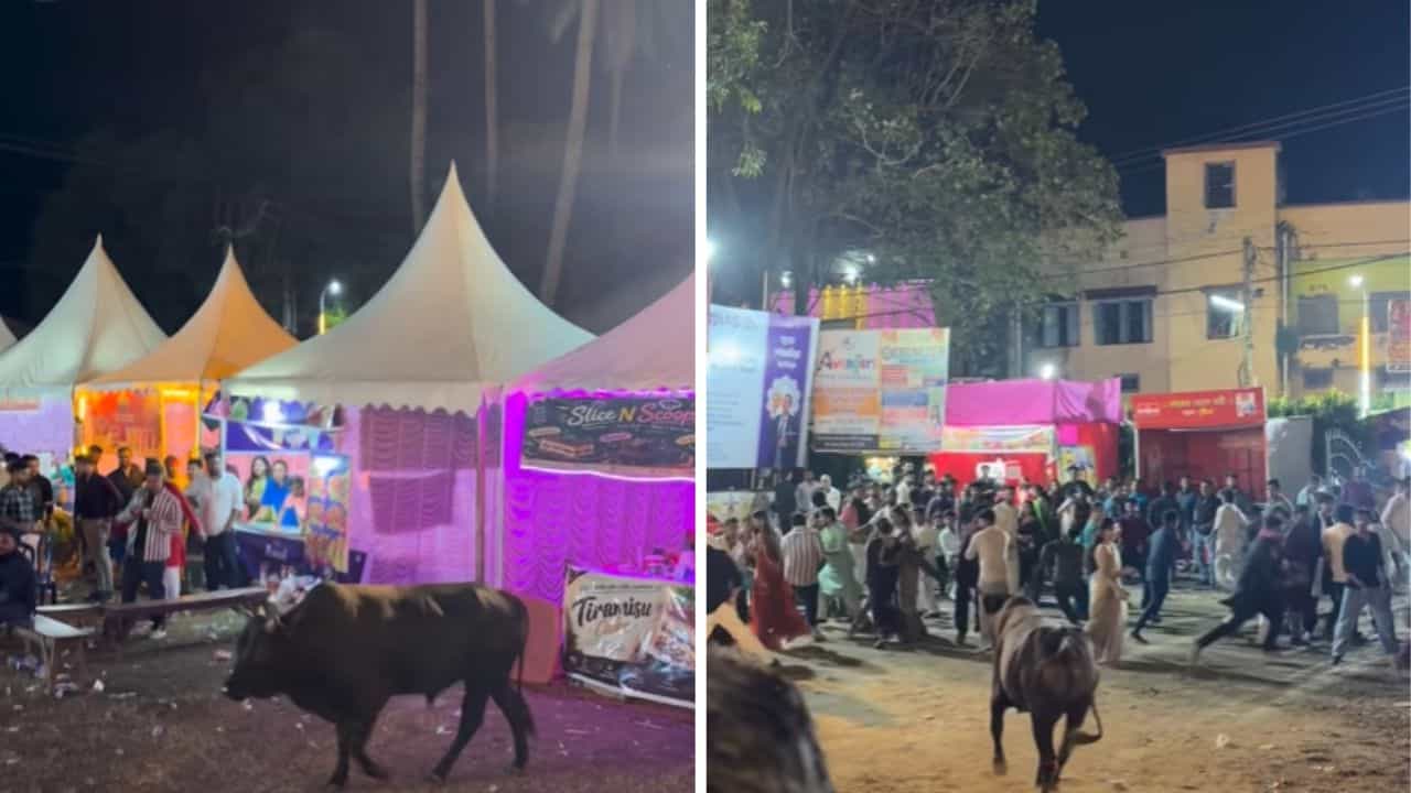 Bull incident: পুজো প্রাঙ্গণে ষাঁড়ের তাড়া, প্রাণভয়ে ছুট দর্শনার্থীদের, কোথায় ঘটল এমন ঘটনা? Bull incident: পুজো প্রাঙ্গণে ষাঁড়ের তাড়া, প্রাণভয়ে ছুট দর্শনার্থীদের, কোথায় ঘটল এমন ঘটনা?