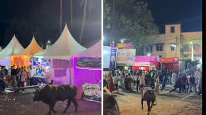 পুজো প্রাঙ্গণে ষাঁড়ের তাড়া, প্রাণভয়ে ছুট দর্শনার্থীদের, কোথায় ঘটেছে?